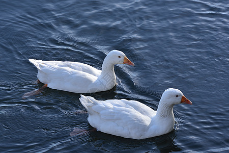 白鹅游泳荒野野生动物动物家禽蓝色池塘水禽农场乡村图片