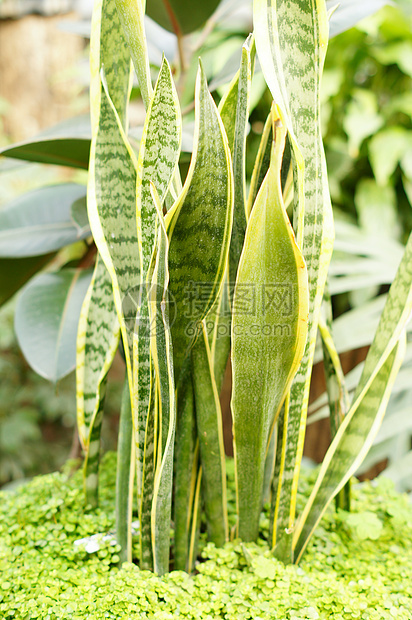 热带热带植物黄色园艺树叶花园绿色母亲植物学法律舌头花瓣图片