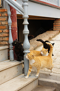 近距离靠近无家可归的户外小猫猫咪哺乳动物朋友毛皮眼睛猫科动物沥青头发动物流浪图片