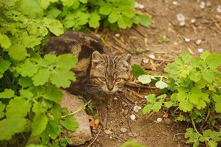 公园户外可爱的流浪小猫朋友沥青眼睛哺乳动物毛皮荒野宠物头发猫科动物猫咪图片