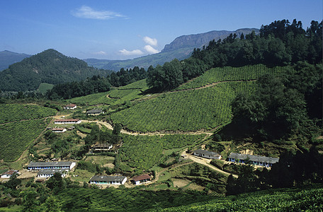 茶叶种植场高风景图片