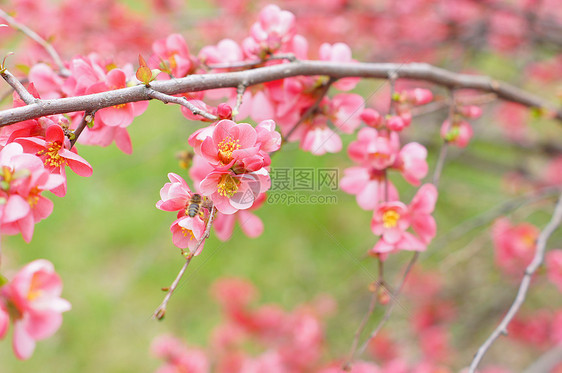 桃花开迷你裙季节水果天空小指生长女孩女士植物丫头图片