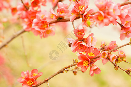 桃花开小指女孩花瓣迷你裙季节天空女士紫红色生长衬裙图片