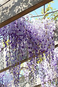 西部地区紫色薰衣草阳光生长花朵活力花园紫丁香气候植物图片