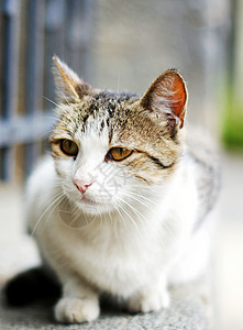 户外无家可归的猫动物头发荒野流浪猫科动物猫咪朋友小猫宠物毛皮图片