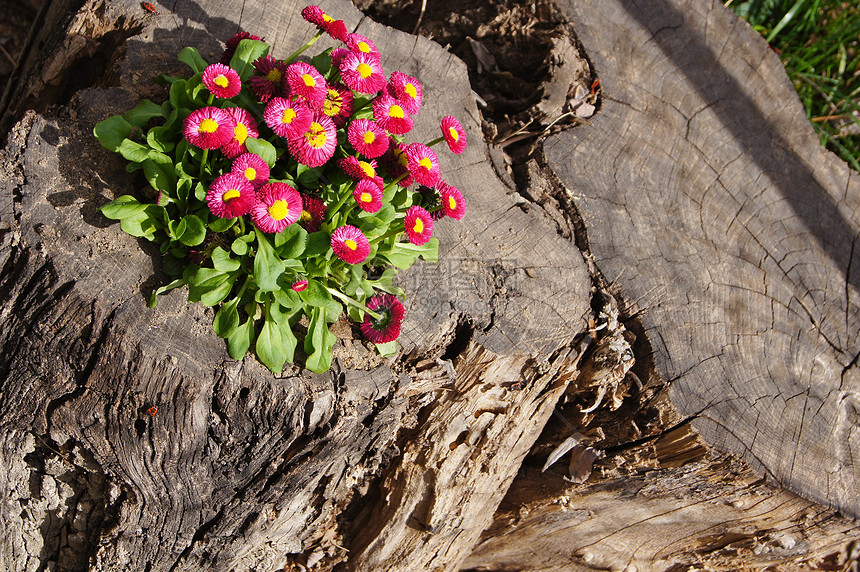 在旧树油箱上贴上高原粉红色鲜花雏菊花园雌蕊幸福植被玫瑰寂寞花瓣绿色花期图片