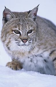 雪中野猫图片