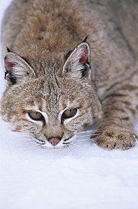 野猫躺在雪中图片