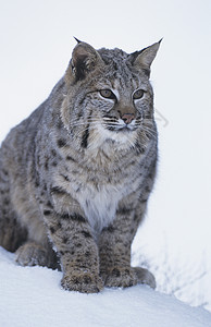 野猫坐在雪中图片