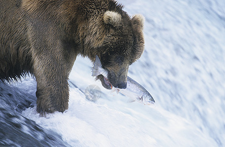 灰熊与鱼一起在口中游泳食物毛皮野生动物瀑布饥饿棕熊动物坡度图片