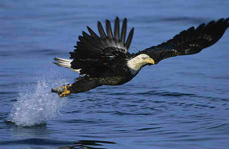 秃鹰在河中钓鱼白头鹰水面人文运动野生动物黑色航班翅膀属性动物图片