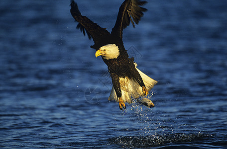 秃鹰在河中钓鱼食物动物白头鹰飞行成就翅膀运动野生动物航班成功图片