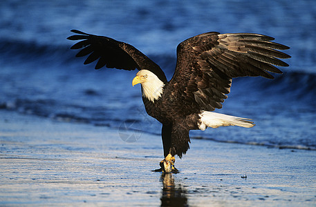 秃鹰在河中钓鱼成就动物食物野生动物白头鹰翅膀图片