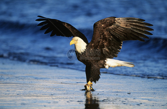 秃鹰在河中钓鱼成就动物食物野生动物白头鹰翅膀图片