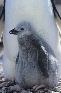 企鹅小鸡和母亲特配野生动物少年动物毛皮庇护所安全图片