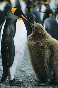企鹅喂养小鸡背景图片