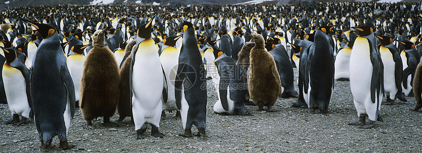 企鹅大殖民地少年野生动物季节黑与白团结全景动物安全图片