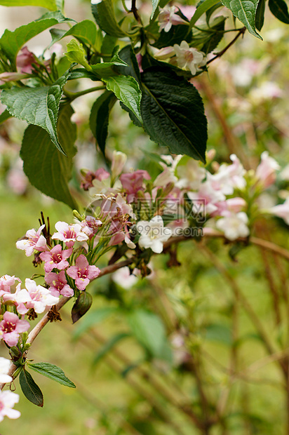 春花阳光花瓣植物群叶子美丽胡索生态季节公园植物图片