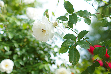 白玫瑰花植物石头小屋念日房子白玫瑰乡村季节香水花园图片