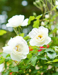 白玫瑰花石头房子念日花园明信片玫瑰乡村小屋季节植物图片