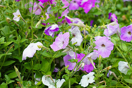 夏间时间园艺牵牛花草地绿洲花瓣紫色框架蓝色场地花园图片