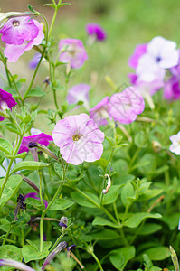 夏间时间植物花瓣框架生长草地橙子院子园艺牵牛花花园图片