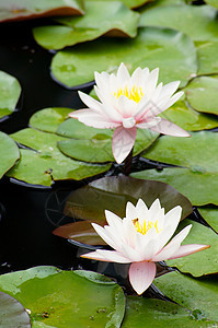 丽花水花植物学美丽植物群绿色百合花瓣池塘粉色漂浮软垫图片