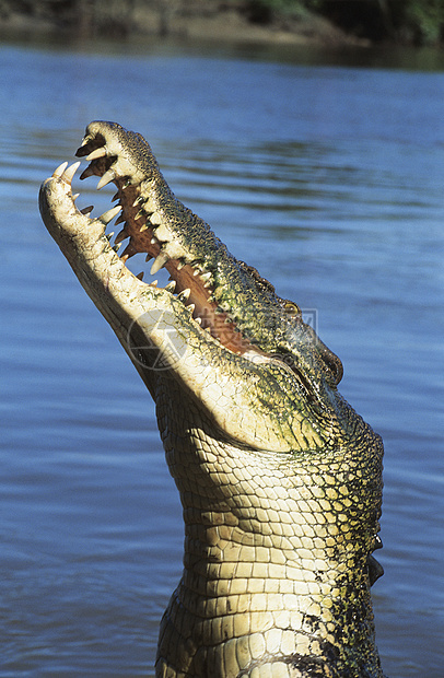 澳大利亚盐水 河流中的鳄鱼图片