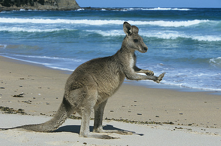 袋鼠在海滩上毛皮沙滩皮毛灰色海洋冲浪动物野生动物哺乳动物图片