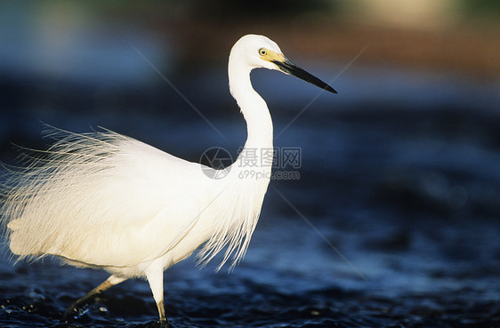 白色Egret在水中流淌图片