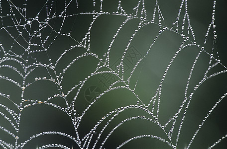 遮盖的蜘蛛网背景图片