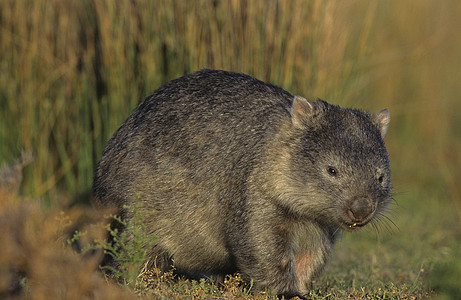 实地的Wombat图片