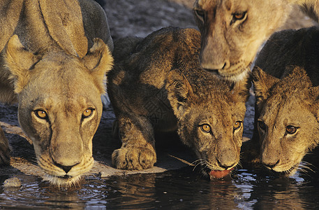 狮子群体在水坑中饮酒图片