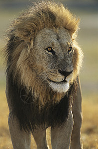 狮子雄狮领导哺乳动物毛皮野生动物鬃毛野猫兽面动物微笑环境图片