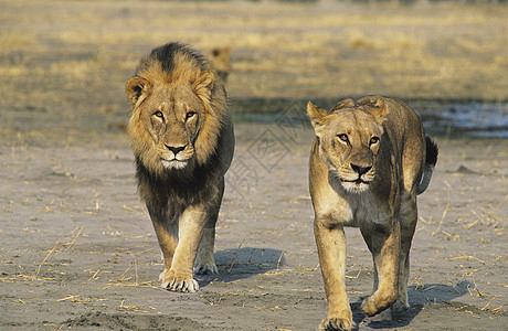 狮子对等狮在大草原上行走图片