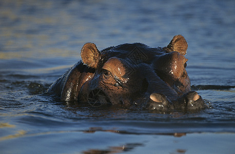 河马在水坑中洗澡野生动物荒野哺乳动物池塘游泳动物图片