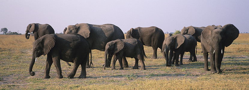 非洲稀树草原上的非洲大象(非洲洛克森特)图片