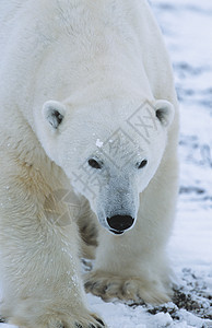 北极熊在育空雪中行走地区哺乳动物野生动物动物濒危寂寞物种白色毛皮孤独图片