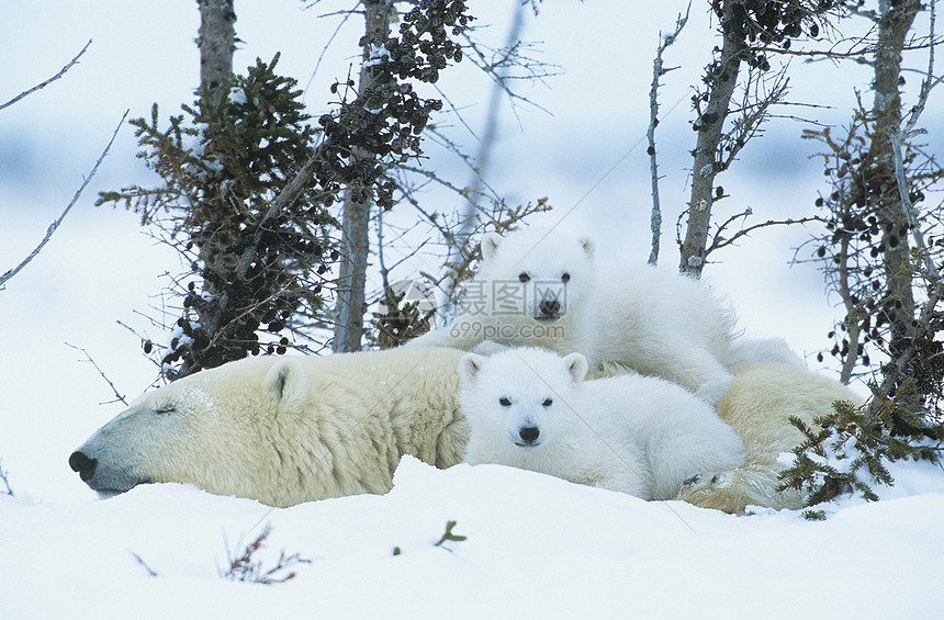 北极熊幼熊与母亲在育空雪中休息哺乳动物孤独团结地区濒危午睡野生动物动物幼兽图片