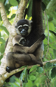 松鼠猴子拥抱年轻时的树上背景图片