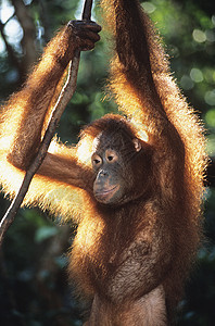 挂在树上的奥兰古图人表情毛皮丛林头发灵长类森林哺乳动物裁剪动物野生动物图片