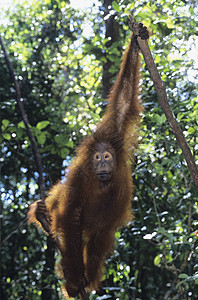 挂在树上的奥兰古图人哺乳动物毛皮孕产灵长类橙色丛林树木野生动物动物森林图片