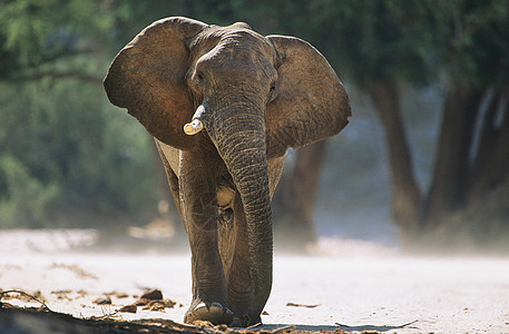 非洲大象(非洲乐协)图片