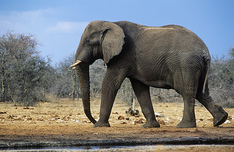 非洲大象在热带草原上行走图片