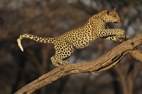 豹在分支上站立自然世界速度猫科成年哺乳动物加速度摄影荒野分支机构野生动物图片