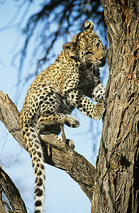 豹攀爬树图片