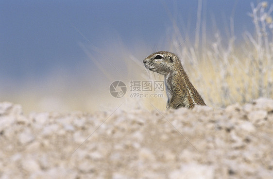 地面松鼠警报野生动物摄影荒野动物自然世界哺乳动物啮齿目图片