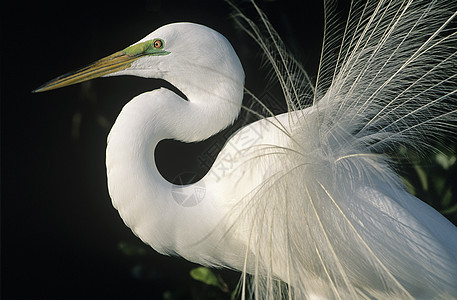 白色 Egret 近端图片