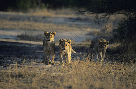 三只狮子在热带草原上捕猎图片