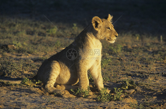 狮子坐在草原上图片